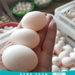长期出售 30枚农家鸽蛋 杂粮农养鸽蛋 散养杂粮鸽蛋