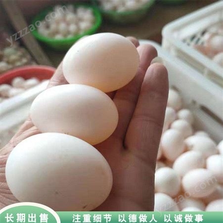 杂粮五谷鸽蛋 散养杂粮鸽蛋 肉鸽鸽蛋养殖 出售厂家