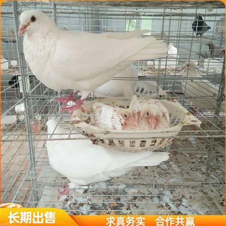 笼养肉鸽种鸽 成对肉鸽种鸽 养殖场肉鸽苗 农家养殖
