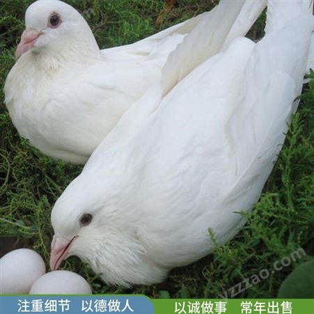 观赏白条肉鸽 散养农家肉鸽 落地王肉鸽 养殖批发