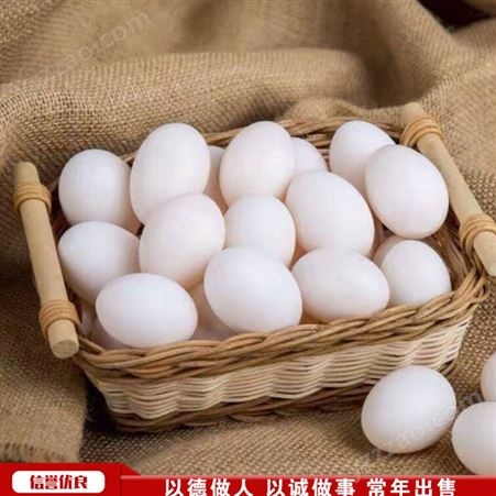 永八养殖鸽蛋 肉鸽散养鸽蛋 落地王鸽蛋 批发出售