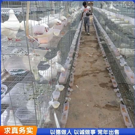 肉鸽饲养笼 大型镀锌鸽笼 三层鸽子饲养笼 常年供应