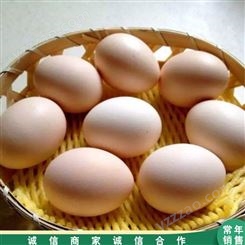 市场供应 肉鸽鸽蛋养殖 白鸽信鸽蛋 杂粮鸽子蛋