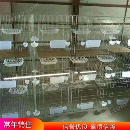 家用子母鸽笼 养殖种鸽笼子 三层鸽子饲养笼 供应价格