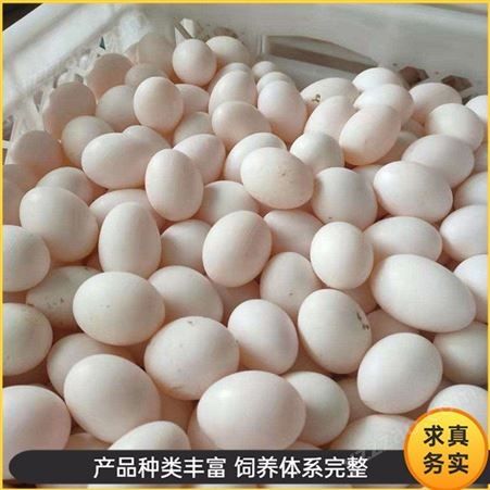 厂家报价 肉鸽鸽蛋养殖 白鸽信鸽蛋 杂粮鸽子蛋