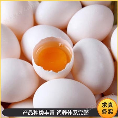 厂家报价 肉鸽鸽蛋养殖 白鸽信鸽蛋 杂粮鸽子蛋