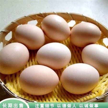 杂粮五谷鸽蛋 散养杂粮鸽蛋 肉鸽鸽蛋养殖 出售厂家