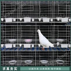 鸽子配对笼 立式铁丝鸽笼 三层鸽子养殖笼 长期出售