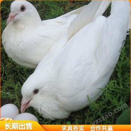 笼养肉鸽种鸽 成对肉鸽种鸽 养殖场肉鸽苗 农家养殖
