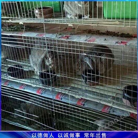 二层兔子笼 双层养殖兔笼 成年兔笼养殖笼 山东供应