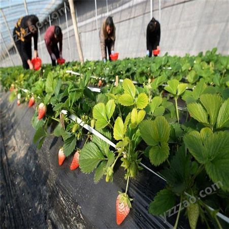 鲁盛农业 隋珠草莓苗批发价格 天仙醉草莓苗热卖 根系完整