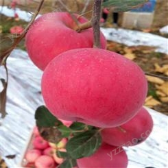 美国8号苹果苗管理技术 众成一号苹果树苗价格 鲁丽苹果苗基地