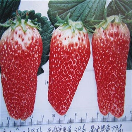 妙香7号草莓苗 章姬奶油草莓苗基地 鲁盛 成活率高
