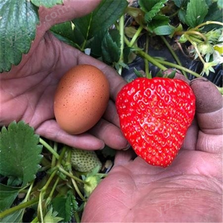 妙香7号草莓苗 章姬奶油草莓苗基地 鲁盛 成活率高
