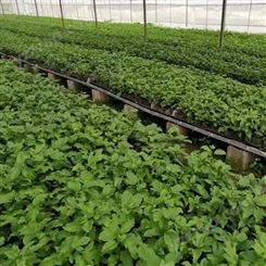 福建百果林 大量供应芭乐香黄金百香果苗 苗圃直销 苗好易种植 直供包种植技术