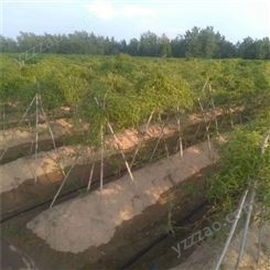农业灌溉工程 山药迷宫式滴灌带 灌溉配件齐全