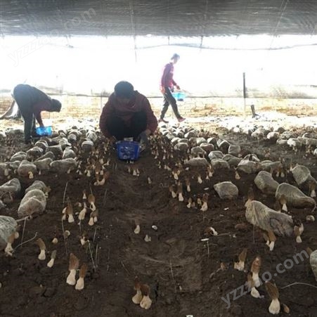 菌厂直供羊肚菌菌种 栽培种 营养包每亩用量2000元 送种植技术
