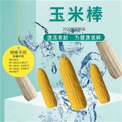 冷冻玉米棒14CM—16CM_有路食品_规格多样化_新鲜煮熟后冷冻玉米棒