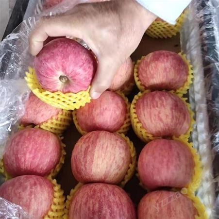 红富士苹果批发 新品种苹果实惠好吃 烟台栖霞苹果行情 裕顺个大果正