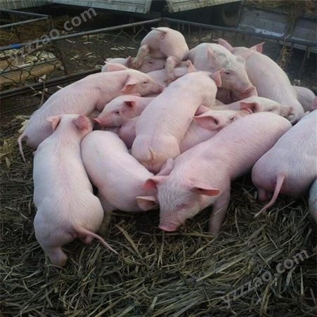 广东 二元仔猪牧场 苏太仔猪出售 裕顺的小猪养得好