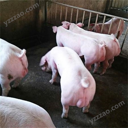 2021仔猪厂家 大白仔猪养殖基地 苏太仔猪出售 裕顺批发基地
