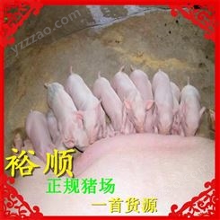 广东 二元仔猪牧场 苏太仔猪出售 裕顺的小猪养得好