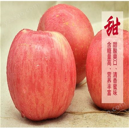 产地红富士 新品种苹果实惠好吃 烟台栖霞苹果行情 批发零售找裕顺