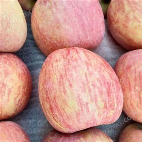 苹果批发 新品种苹果实惠好吃 红富士价格美丽 裕顺农户采购利润可观