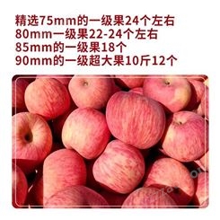 产地红富士 新品种苹果实惠好吃 红富士价格美丽 甜度好果实大裕顺基地