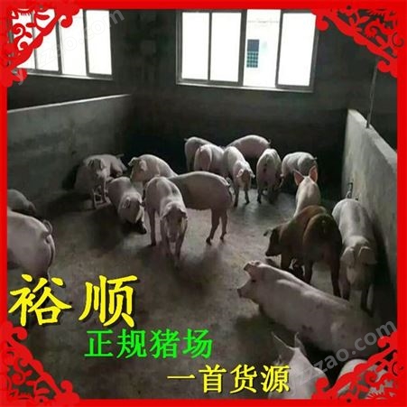 内蒙古 出售小猪仔 长白猪苗运输 常年有货裕顺牧场
