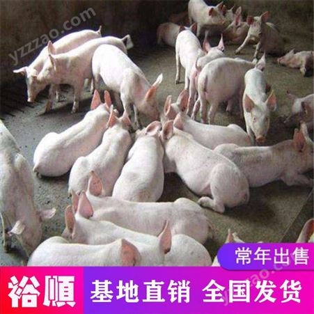 猪苗厂家 育肥小仔猪价格 裕顺品质可靠