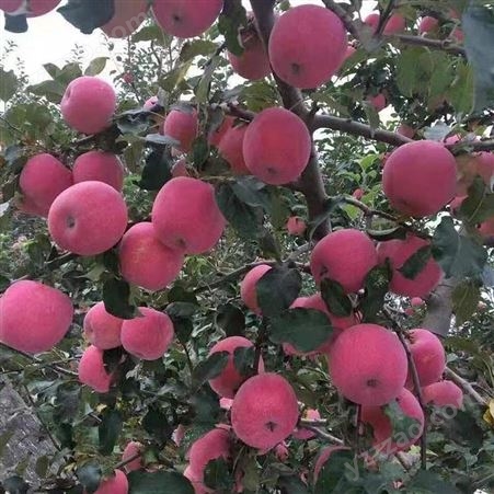 新鲜苹果价格 现货红富士发货快 好吃的苹果 裕顺批发发货快