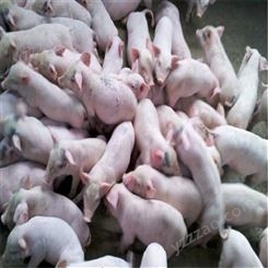 2021仔猪厂家 大白仔猪养殖基地 仔猪苗猪报价 裕顺农产品养猪场