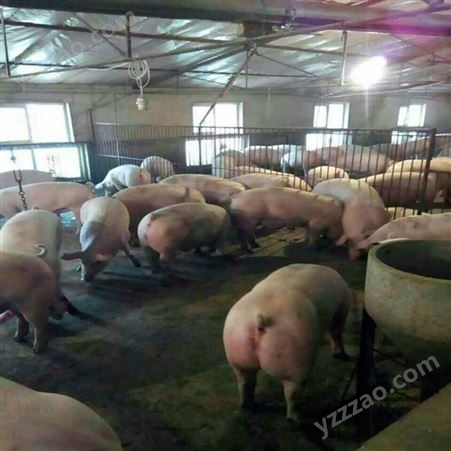 内蒙古 出售小猪仔 长白猪苗运输 常年有货裕顺牧场