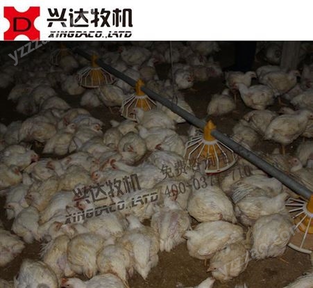 网上白羽鸡 自动料线 自动化养鸡设备 平养肉鸡养殖设备