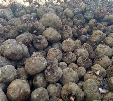一代二代魔芋种子厂家价格 10吨现货批发 提供专业技术指导