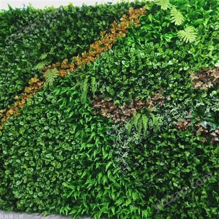 江苏室外植物墙定制 垂直绿化植物墙