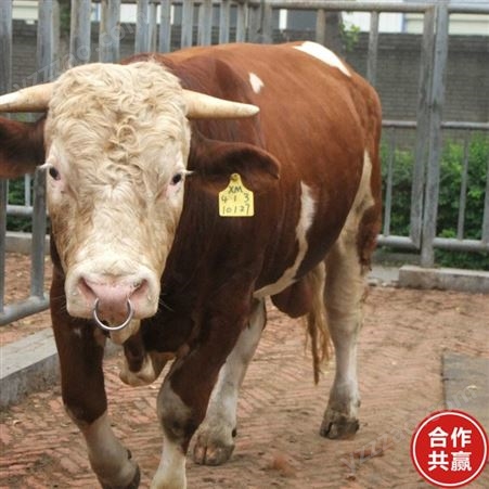 销售供应育肥西门塔尔牛 西门塔尔牛牛犊 养殖西门塔尔牛