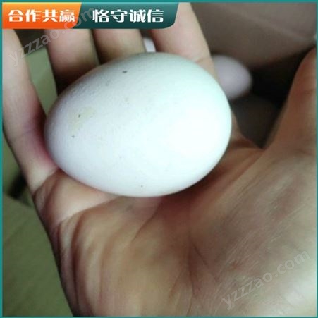 长期出售受精孔雀种蛋 新鲜孔雀蛋 脱温孔雀蛋