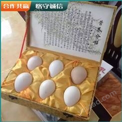长期出售受精孔雀种蛋 新鲜孔雀蛋 脱温孔雀蛋