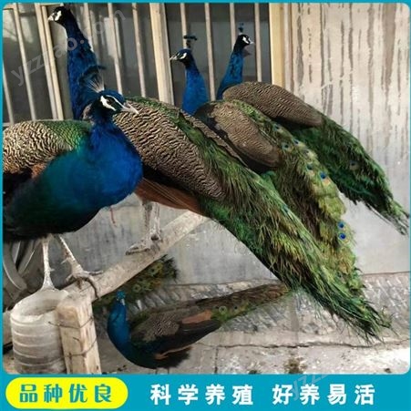 脱温孔雀幼苗 蓝孔雀大型养殖 观赏孔雀活体 常年出售