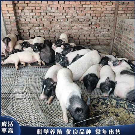 巴马香猪活体 散养巴马香猪 巴马香猪幼苗 养殖销售