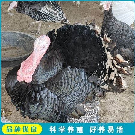 尼古拉火鸡苗 成年火鸡养殖 活体种火鸡 养殖厂家