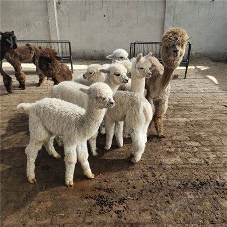 羊驼养殖厂家 羊驼幼崽价格 羊驼批发价格 养殖厂家