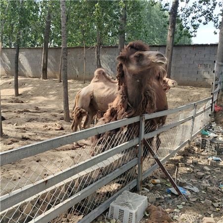 骆驼养殖成本 骑乘成年骆驼 骆驼活体养殖 市场价格
