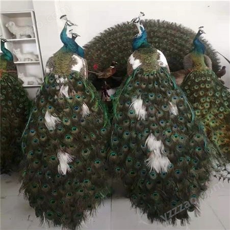 活体孔雀标本 商场摆放孔雀标本 长期供应 孔雀标本展览