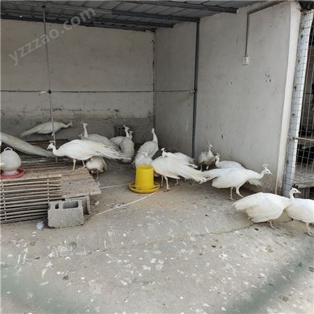 白孔雀养殖利润 白孔雀苗养殖场 孔雀苗价格 现货供应