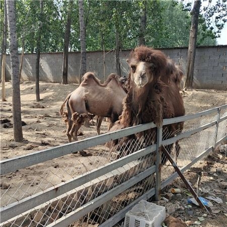 骑乘驮运骆驼 骑乘成年骆驼 山东骆驼养殖场 养殖厂家