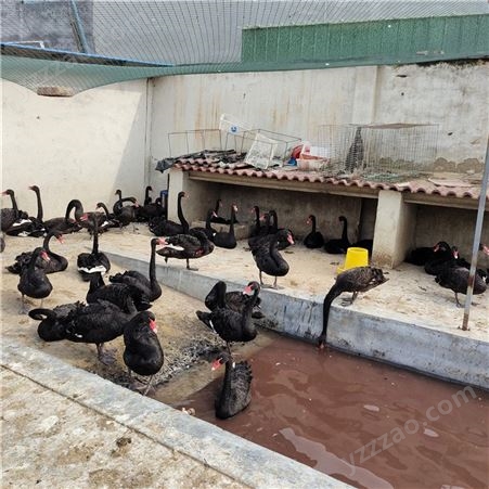 黑天鹅养殖 黑天鹅养殖基地 成年下蛋黑天鹅 质量优