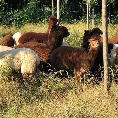 羊驼养殖厂家 羊驼幼崽价格 羊驼批发价格 养殖厂家